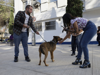 Activists receive dogs that are rescued from a shelter in Mexico City, Mexico, on December 13, 2024, after 17 days of uncertainty. The capit...