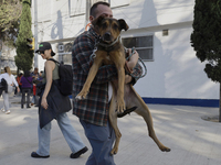 Activists receive dogs that are rescued from a shelter in Mexico City, Mexico, on December 13, 2024, after 17 days of uncertainty. The capit...