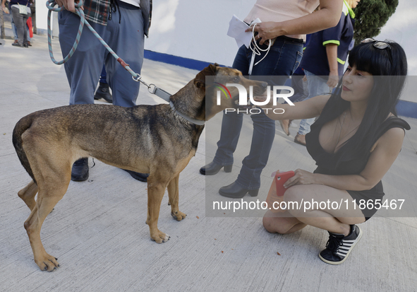 Activists receive dogs that are rescued from a shelter in Mexico City, Mexico, on December 13, 2024, after 17 days of uncertainty. The capit...