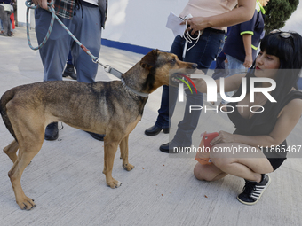 Activists receive dogs that are rescued from a shelter in Mexico City, Mexico, on December 13, 2024, after 17 days of uncertainty. The capit...