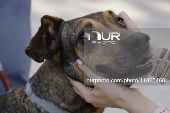 Activists receive dogs that are rescued from a shelter in Mexico City, Mexico, on December 13, 2024, after 17 days of uncertainty. The capit...