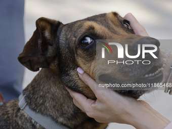 Activists receive dogs that are rescued from a shelter in Mexico City, Mexico, on December 13, 2024, after 17 days of uncertainty. The capit...