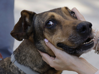 Activists receive dogs that are rescued from a shelter in Mexico City, Mexico, on December 13, 2024, after 17 days of uncertainty. The capit...