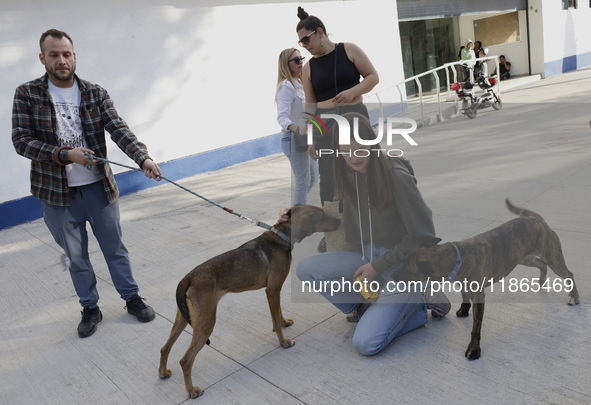 Activists receive dogs that are rescued from a shelter in Mexico City, Mexico, on December 13, 2024, after 17 days of uncertainty. The capit...