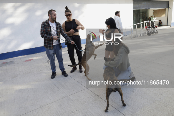 Activists receive dogs that are rescued from a shelter in Mexico City, Mexico, on December 13, 2024, after 17 days of uncertainty. The capit...