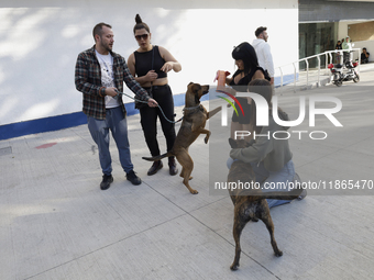 Activists receive dogs that are rescued from a shelter in Mexico City, Mexico, on December 13, 2024, after 17 days of uncertainty. The capit...