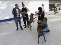 Activists receive dogs that are rescued from a shelter in Mexico City, Mexico, on December 13, 2024, after 17 days of uncertainty. The capit...