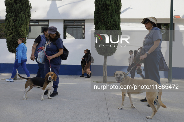 Activists receive dogs that are rescued from a shelter in Mexico City, Mexico, on December 13, 2024, after 17 days of uncertainty. The capit...