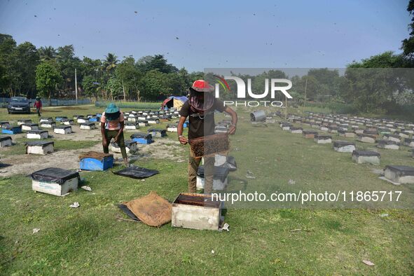 Beekeepers examine honeycombs from a beehive at a honeybee farm near a mustard field in Morigaon district in Assam, India, on December 9, 20...