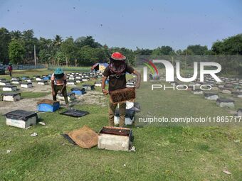 Beekeepers examine honeycombs from a beehive at a honeybee farm near a mustard field in Morigaon district in Assam, India, on December 9, 20...