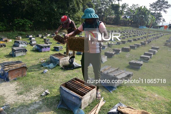 Beekeepers examine honeycombs from a beehive at a honeybee farm near a mustard field in Morigaon district, Assam, India, on December 9, 2024...