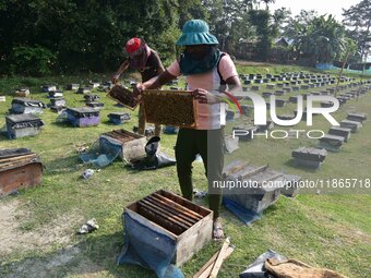 Beekeepers examine honeycombs from a beehive at a honeybee farm near a mustard field in Morigaon district, Assam, India, on December 9, 2024...