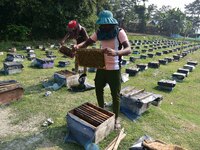 Beekeepers examine honeycombs from a beehive at a honeybee farm near a mustard field in Morigaon district, Assam, India, on December 9, 2024...