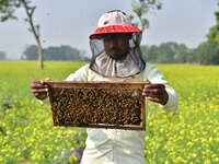 A beekeeper examines honeycombs from a beehive at a honeybee farm near a mustard field in Morigaon district, Assam, India, on December 9, 20...