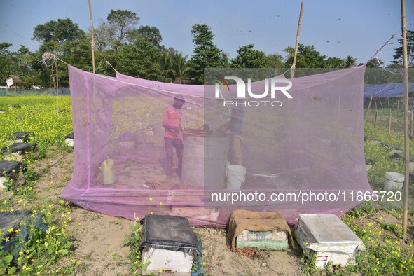 Beekeepers work on a bee farm near a mustard field in Morigaon district, Assam, India, on December 9, 2024. 