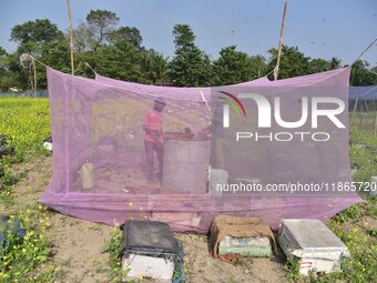 Beekeepers work on a bee farm near a mustard field in Morigaon district, Assam, India, on December 9, 2024. (