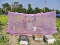 Beekeepers work on a bee farm near a mustard field in Morigaon district, Assam, India, on December 9, 2024. (