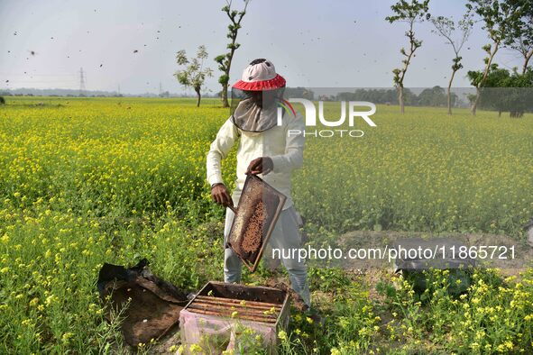 A beekeeper examines honeycombs from a beehive at a honeybee farm near a mustard field in Morigaon district, Assam, India, on December 9, 20...