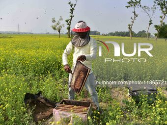 A beekeeper examines honeycombs from a beehive at a honeybee farm near a mustard field in Morigaon district, Assam, India, on December 9, 20...