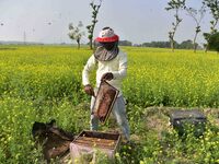 A beekeeper examines honeycombs from a beehive at a honeybee farm near a mustard field in Morigaon district, Assam, India, on December 9, 20...