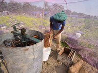 A beekeeper scrapes raw honey from a rack of a beehive at a farm near a mustard field in Morigaon district, Assam, India, on December 9, 202...