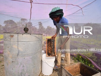 A beekeeper scrapes raw honey from a rack of a beehive at a farm near a mustard field in Morigaon district, Assam, India, on December 9, 202...