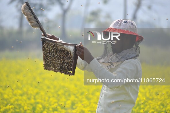 A beekeeper examines honeycombs from a beehive at a honeybee farm near a mustard field in Morigaon district, Assam, India, on December 9, 20...