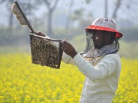 A beekeeper examines honeycombs from a beehive at a honeybee farm near a mustard field in Morigaon district, Assam, India, on December 9, 20...