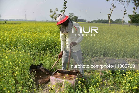 A beekeeper examines honeycombs from a beehive at a honeybee farm near a mustard field in Morigaon district, Assam, India, on December 9, 20...