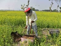 A beekeeper examines honeycombs from a beehive at a honeybee farm near a mustard field in Morigaon district, Assam, India, on December 9, 20...