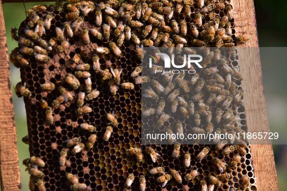 A beekeeper shows a honey bee plate at a honeybee farm near a mustard field in Morigaon district, Assam, India, on December 9, 2024. 