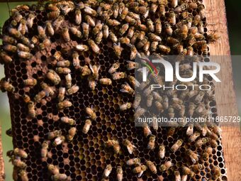 A beekeeper shows a honey bee plate at a honeybee farm near a mustard field in Morigaon district, Assam, India, on December 9, 2024. (