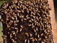 A beekeeper shows a honey bee plate at a honeybee farm near a mustard field in Morigaon district, Assam, India, on December 9, 2024. (