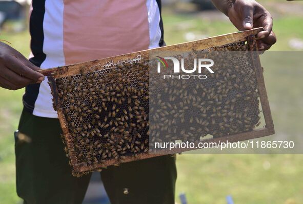 A beekeeper shows a honey bee plate at a honeybee farm near a mustard field in Morigaon district, Assam, India, on December 9, 2024. 