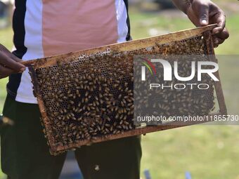 A beekeeper shows a honey bee plate at a honeybee farm near a mustard field in Morigaon district, Assam, India, on December 9, 2024. (