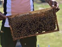 A beekeeper shows a honey bee plate at a honeybee farm near a mustard field in Morigaon district, Assam, India, on December 9, 2024. (