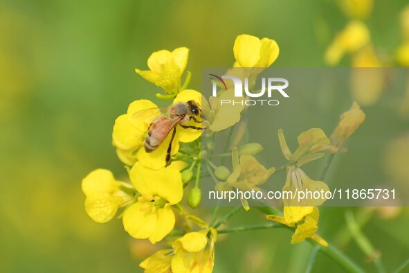 A honey bee collects nectar and pollen from mustard flowers in Morigaon district, Assam, India, on December 9, 2024. 