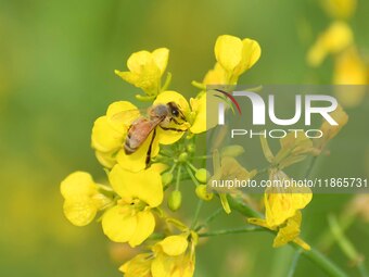 A honey bee collects nectar and pollen from mustard flowers in Morigaon district, Assam, India, on December 9, 2024. (