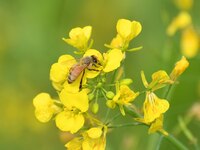 A honey bee collects nectar and pollen from mustard flowers in Morigaon district, Assam, India, on December 9, 2024. (