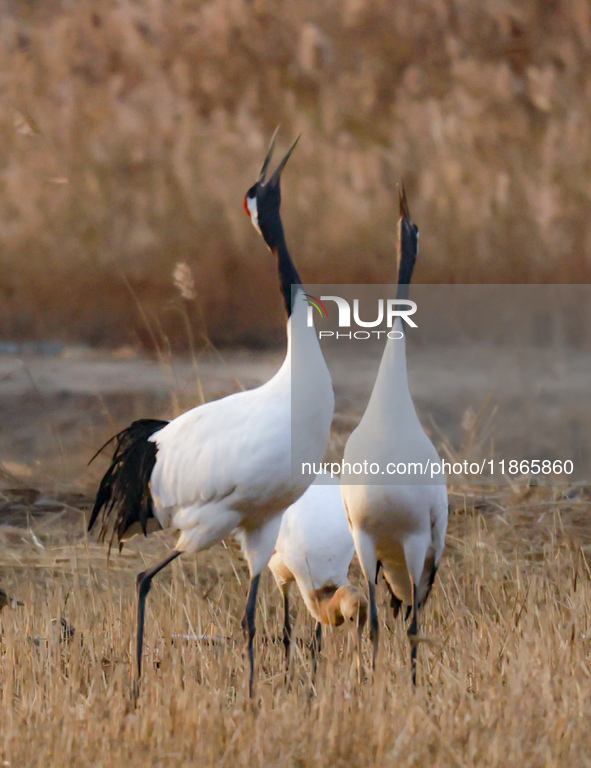 Red-crowned cranes feed and roost in Yancheng Wetland Rare Birds National Nature Reserve in Yancheng, China, on December 14, 2024. 