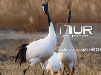 Red-crowned cranes feed and roost in Yancheng Wetland Rare Birds National Nature Reserve in Yancheng, China, on December 14, 2024. (