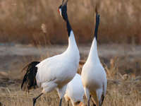 Red-crowned cranes feed and roost in Yancheng Wetland Rare Birds National Nature Reserve in Yancheng, China, on December 14, 2024. (