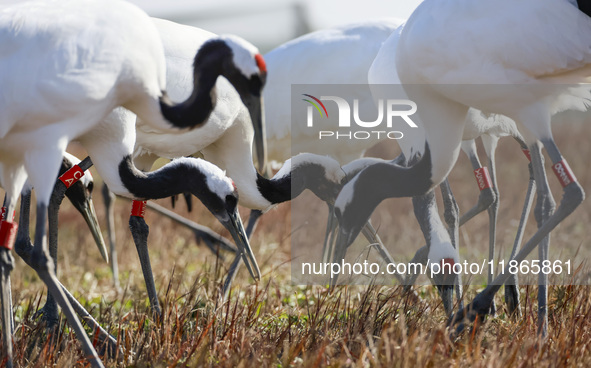 Red-crowned cranes feed and roost in Yancheng Wetland Rare Birds National Nature Reserve in Yancheng, China, on December 14, 2024. 