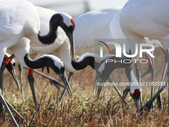 Red-crowned cranes feed and roost in Yancheng Wetland Rare Birds National Nature Reserve in Yancheng, China, on December 14, 2024. (