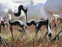 Red-crowned cranes feed and roost in Yancheng Wetland Rare Birds National Nature Reserve in Yancheng, China, on December 14, 2024. (