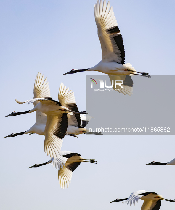 Red-crowned cranes fly in Yancheng Wetland Rare Birds National Nature Reserve in Yancheng, China, on December 14, 2024. 