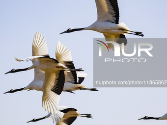 Red-crowned cranes fly in Yancheng Wetland Rare Birds National Nature Reserve in Yancheng, China, on December 14, 2024. (