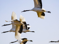 Red-crowned cranes fly in Yancheng Wetland Rare Birds National Nature Reserve in Yancheng, China, on December 14, 2024. (