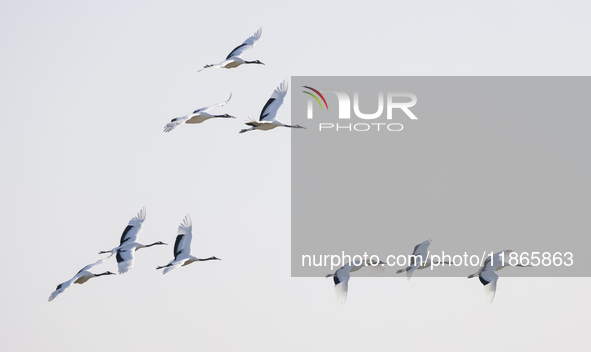 Red-crowned cranes fly in Yancheng Wetland Rare Birds National Nature Reserve in Yancheng, China, on December 14, 2024. 