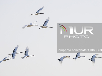 Red-crowned cranes fly in Yancheng Wetland Rare Birds National Nature Reserve in Yancheng, China, on December 14, 2024. (